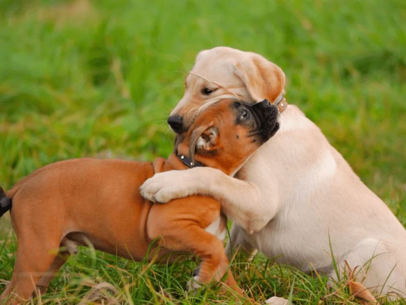Socializing Your Pet