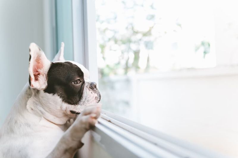 Window Views