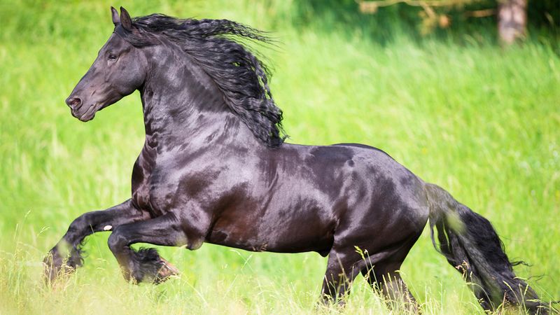 Friesian
