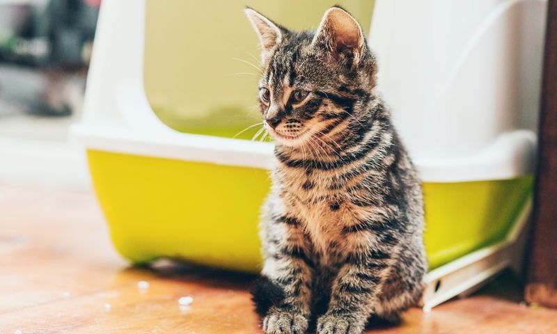 Maintain Litter Box Preferences