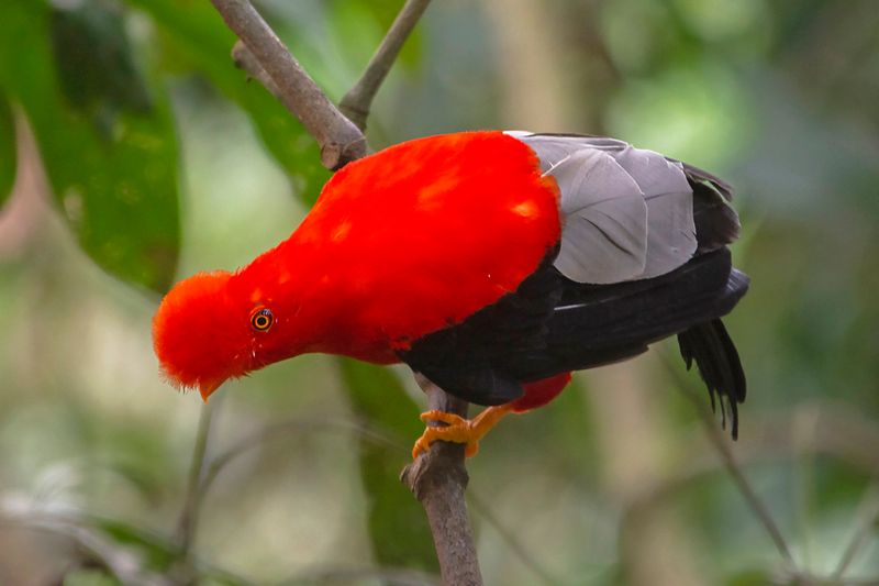 Blushing Andean Cock-Of-The-rock