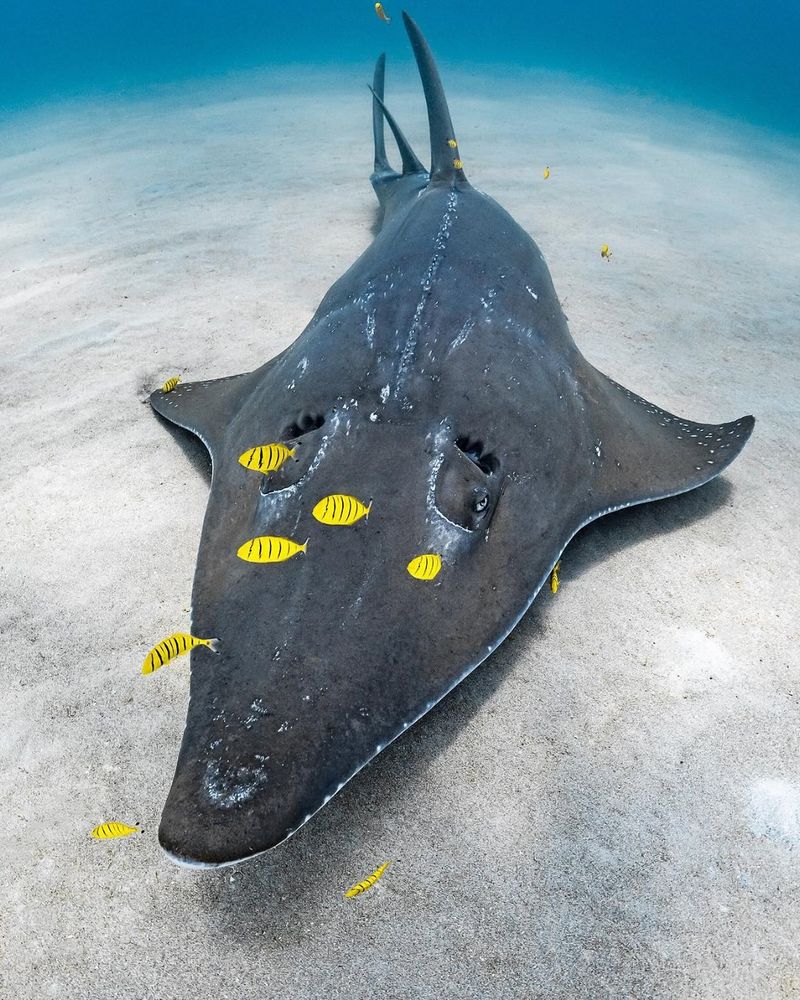 Guitar Sharks With Neon Markings