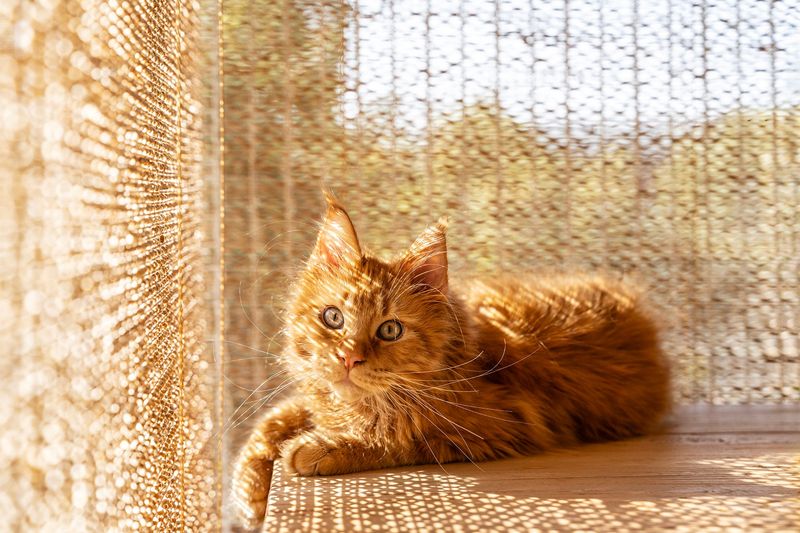 Multi-Cat Households Face Special Challenges