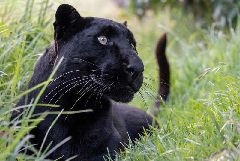 Whiskers That Work Like Fingertips