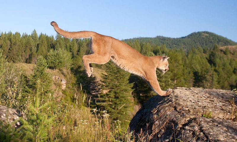 Mountain Lion