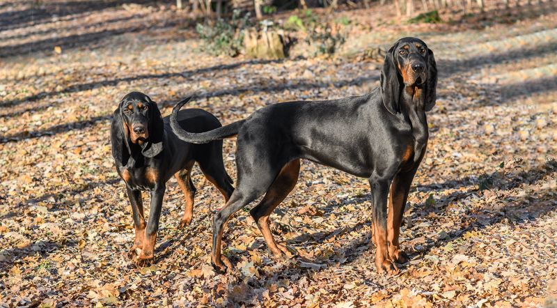 Black and Tan Coonhound