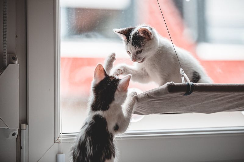 Socialize Kittens Early