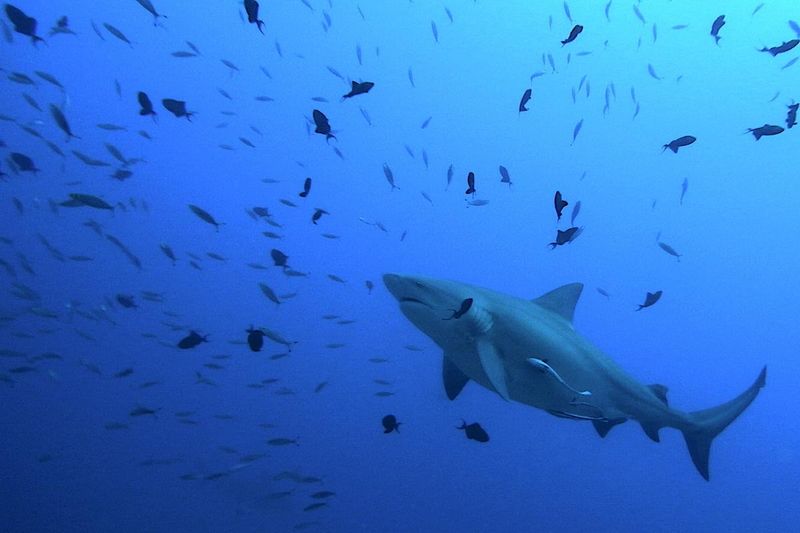 Mobile River: Alabama's Shark Superhighway