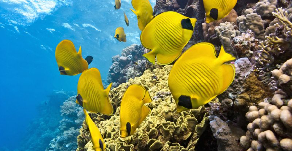 Tropical Fish Are Showing Up In The Great Lakes - Here’s What To Know