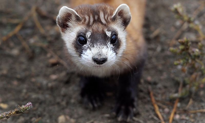 Domesticated Ferrets Lose Their Wild Edge