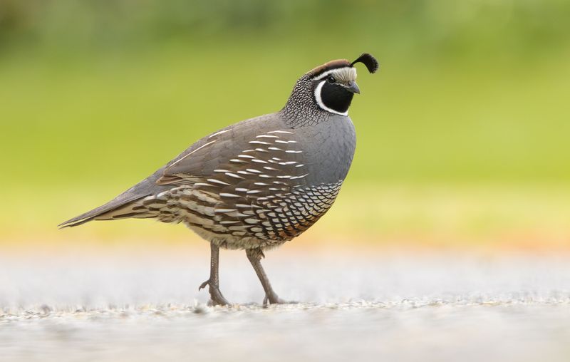 Rain-Loving Royalty: The California Quail