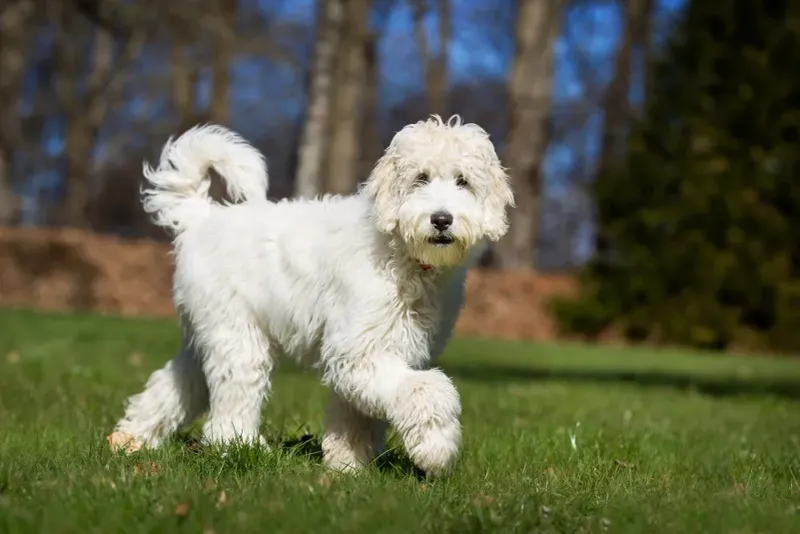 Labradoodle: The Designer Dog Of Modern Times