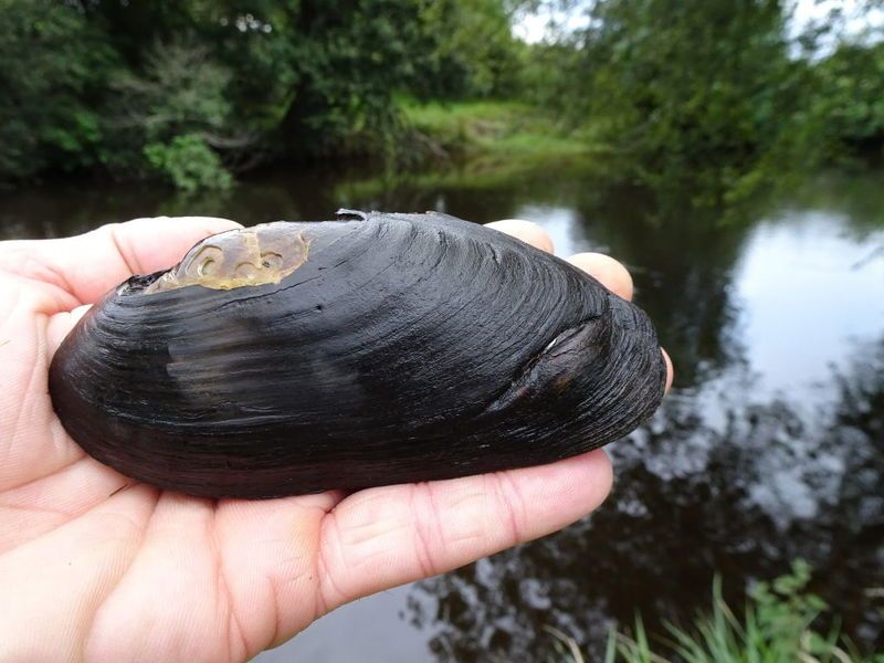 Freshwater Pearl Mussel