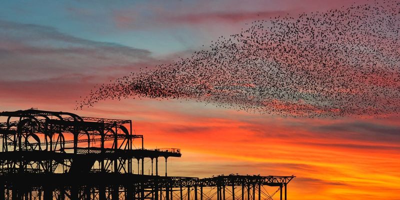 Huddled In Overnight Roosts