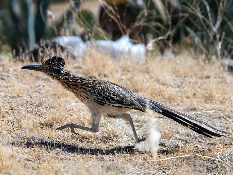 Greater Roadrunner: Desert Speedster