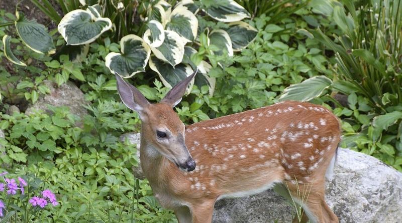 Hostas: The Salad Bar Of Shade Gardens