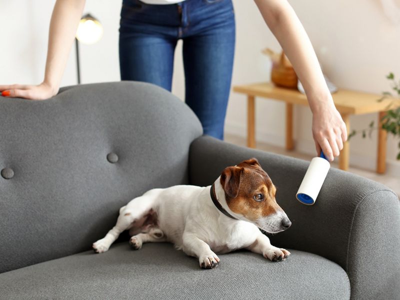 Prevent Before You Pet