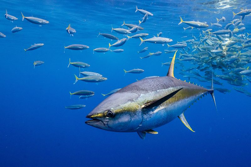 Tuna Conservation Efforts