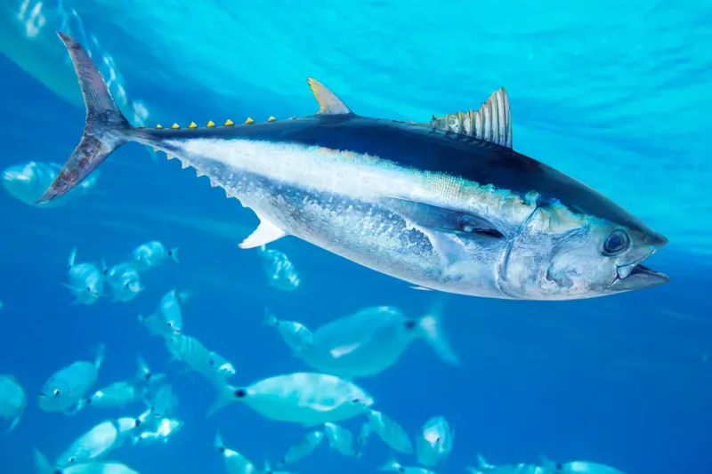 The Bluefin's Unique Color