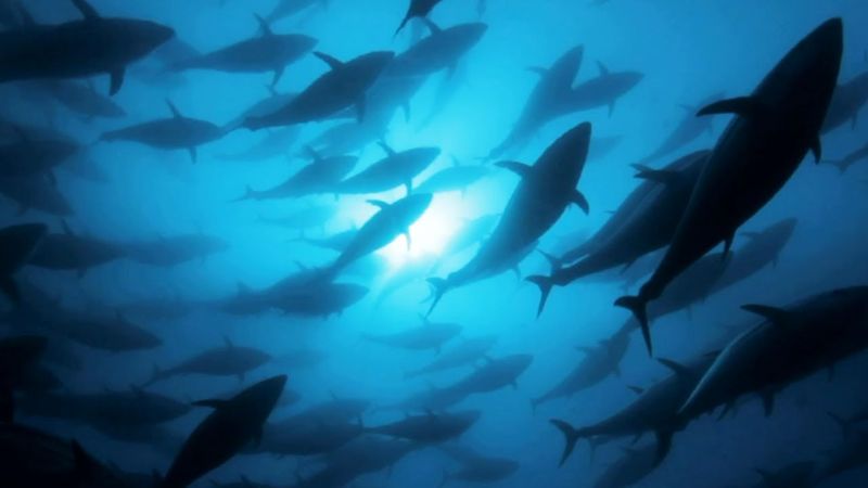 Tuna's Breeding Behavior