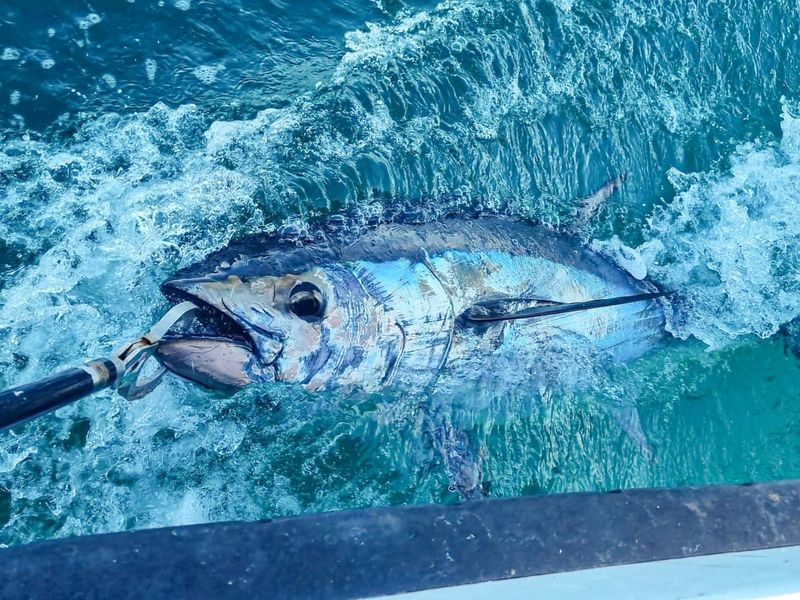 Tuna in Popular Culture