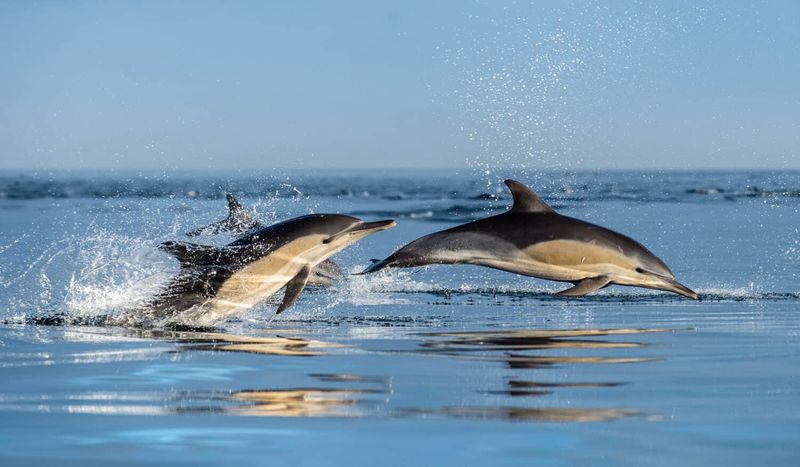 Common Bottlenose Dolphin
