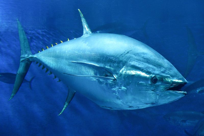 Tuna's Sensory Abilities