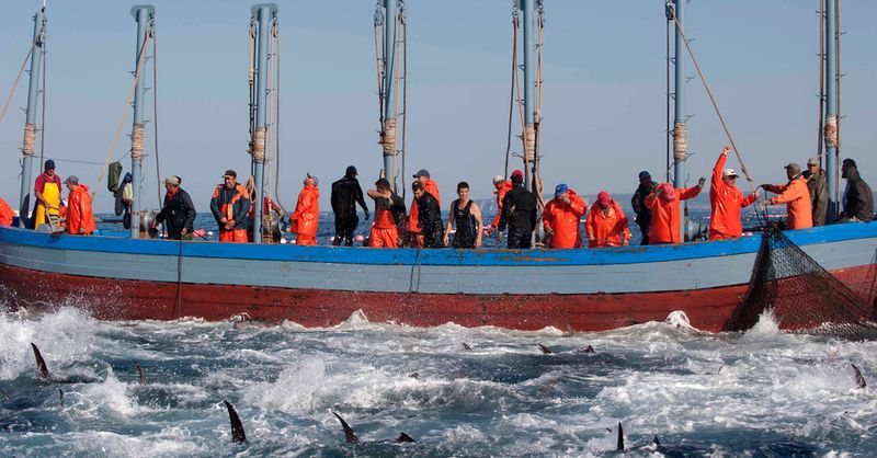 Historic Tuna Fishing Practices
