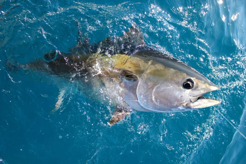 Tuna's Migratory Journey