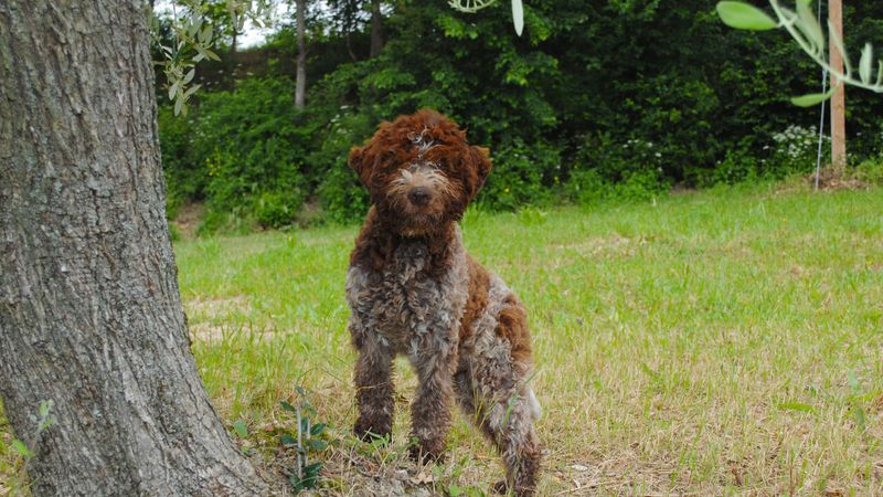 Marsh Navigators: Lagotto Romagnolo