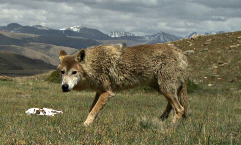 Tibetan Wolf - Himalayan High-Altitude Specialist