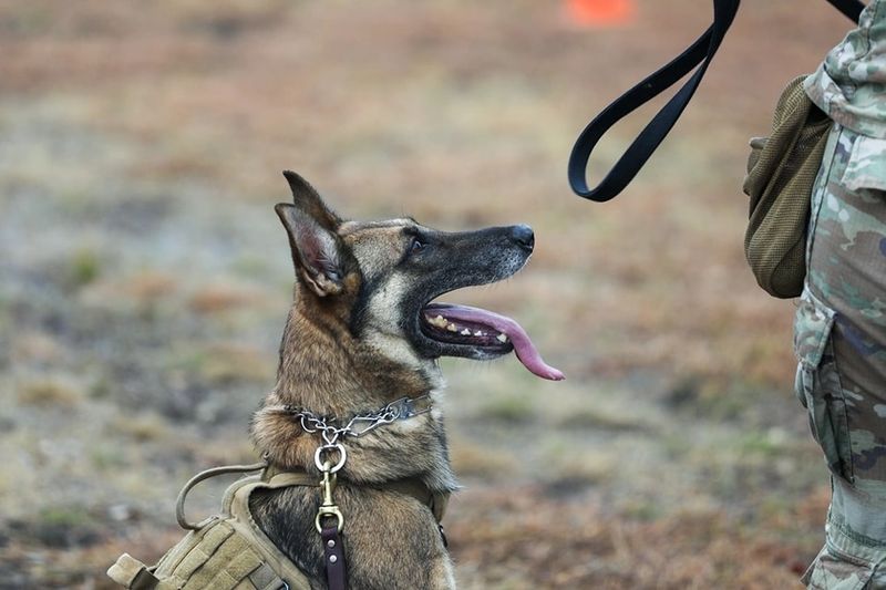 Weapons And Ammunition Finders