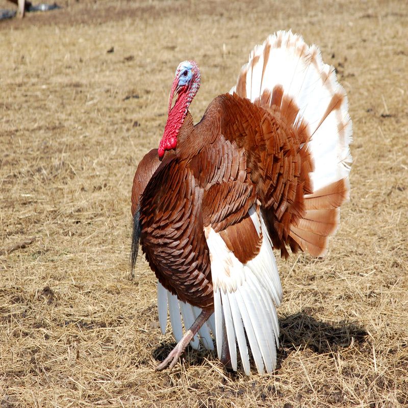 Turkey (Heritage Breeds, Like Bourbon Red)