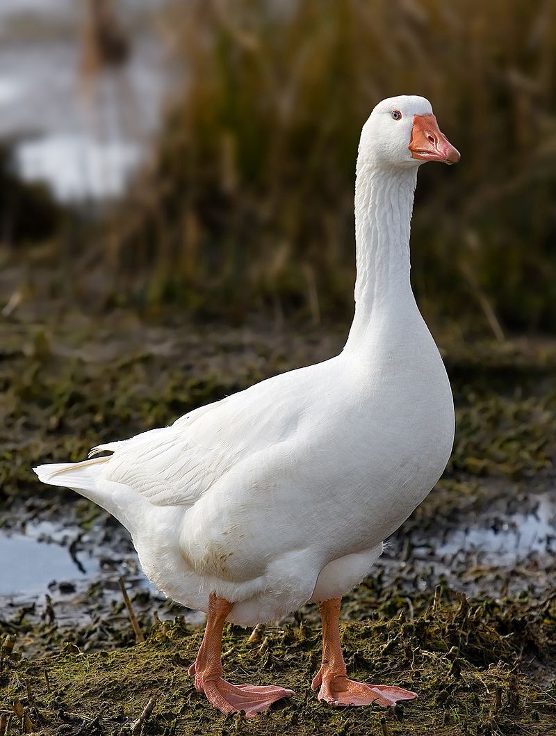 Goose (Emden)