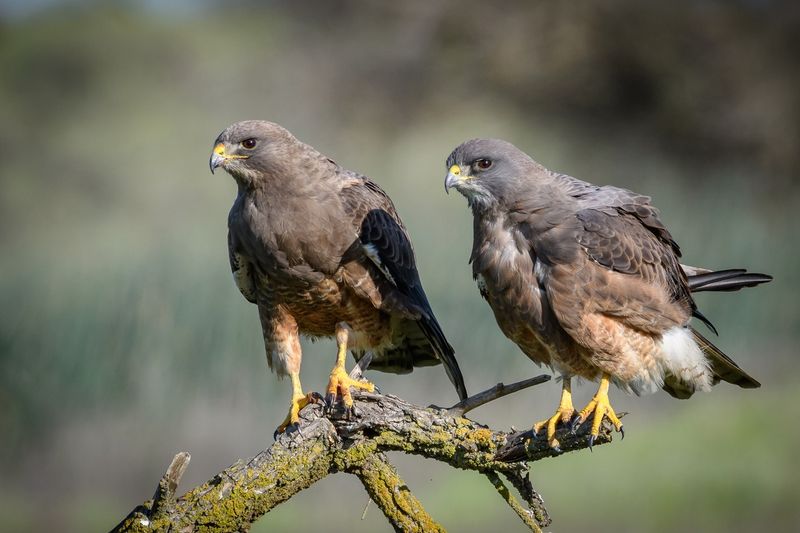 Swainson's Hawk: Long-distance Champion