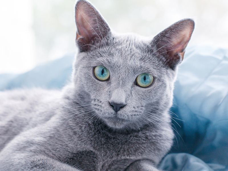 Russian Blue