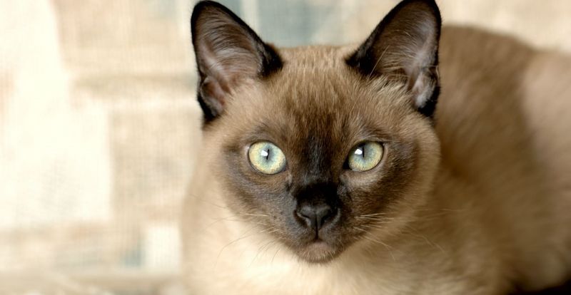 Tonkinese