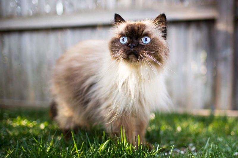 Himalayan: Persian Elegance Meets Siamese Flair