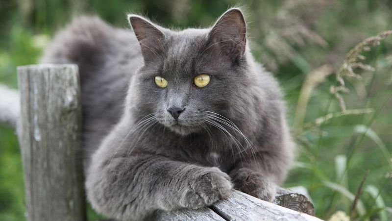 Nebelung + Chartreux = Nebelung Chartreux