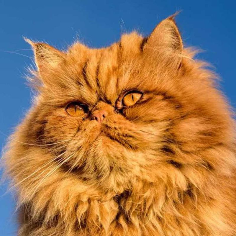 Persian: The Royal Lap Cat