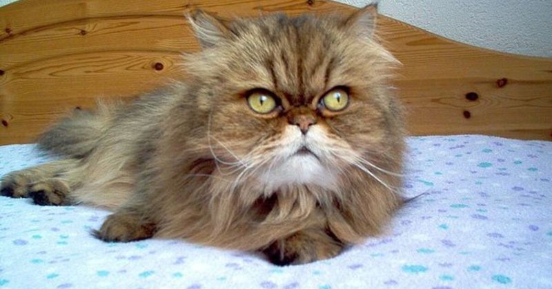 Persian