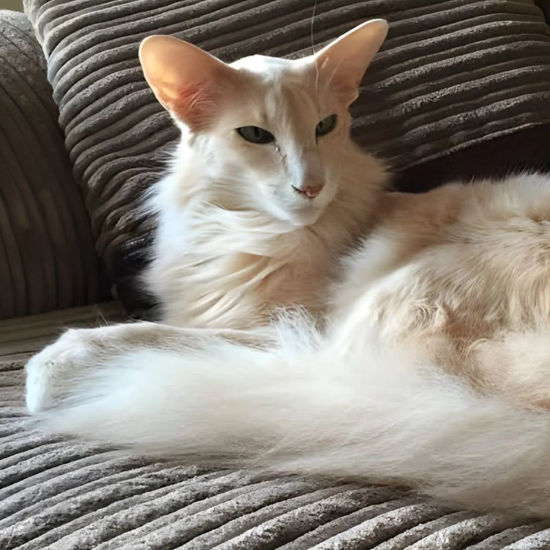 Oriental Longhair