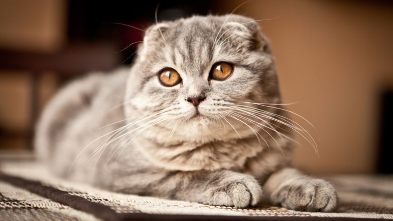 Scottish Fold's Selective Hearing
