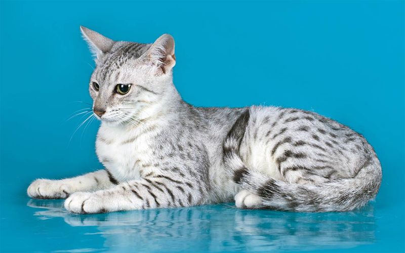 Egyptian Mau: The Spotted Speed Demon