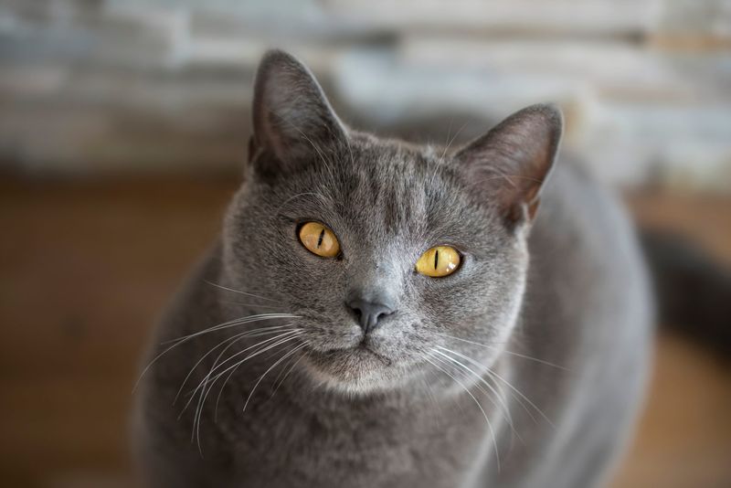 Chartreux: The Silent Shadow