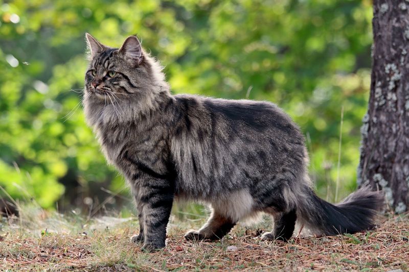 Norwegian Forest Cat: Viking Companion Or Modern Creation?
