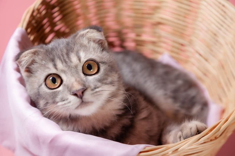 Scottish Fold - The Cozy Cuddler