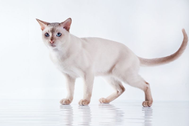 Tonkinese: Social Butterflies