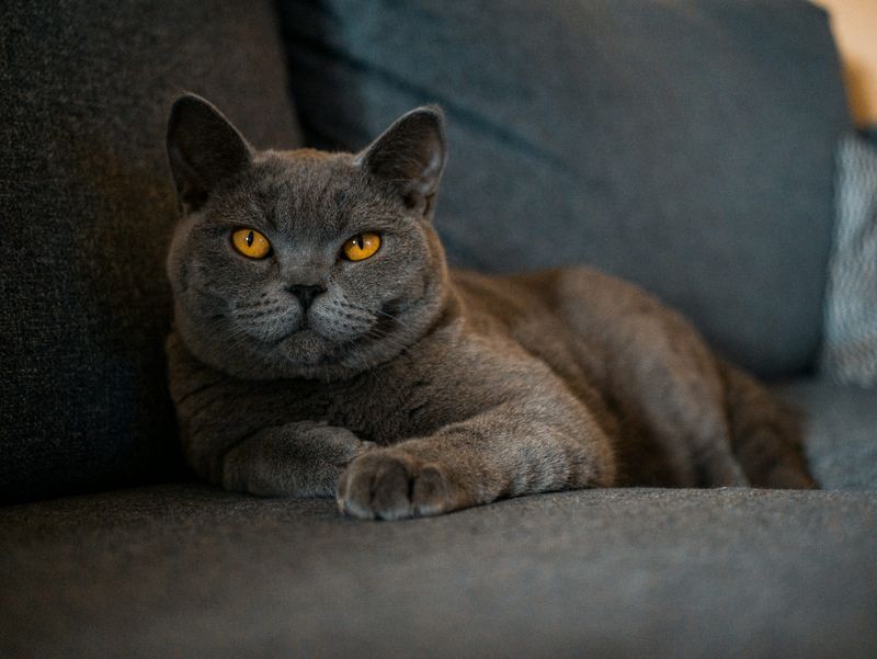 Chartreux