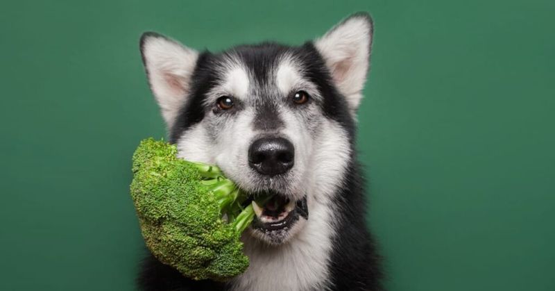 Broccoli